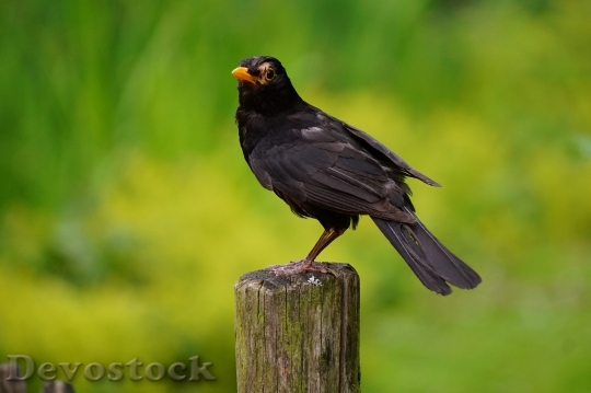 Devostock Wood Bird Animal 16379 4K