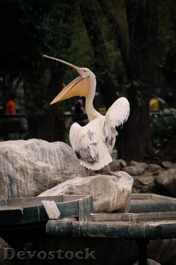 Devostock Wood Bird Pelican 15886 4K