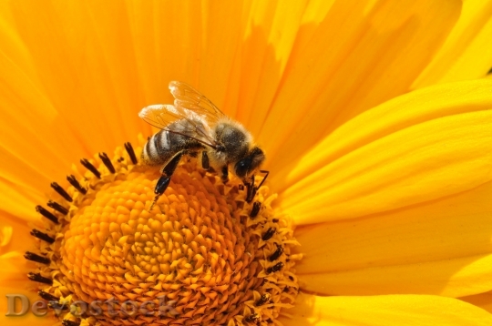 Devostock Yellow Flower Bee 6760 4K