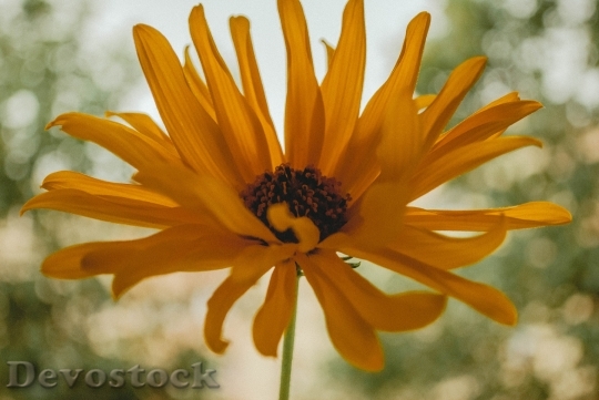 Devostock Yellow Petals Flower 141079 4K