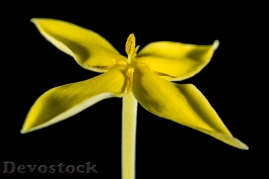 Devostock Yellow Plant Flower 5782 4K