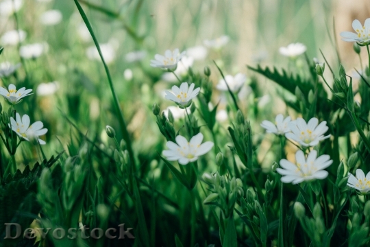 Devostock  Nature Flowers 102581 4K.jpeg