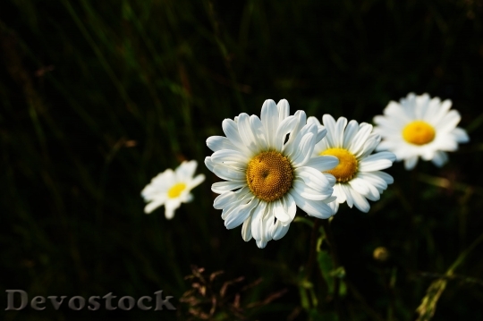 Devostock  Nature Flowers 11437 4K.jpeg