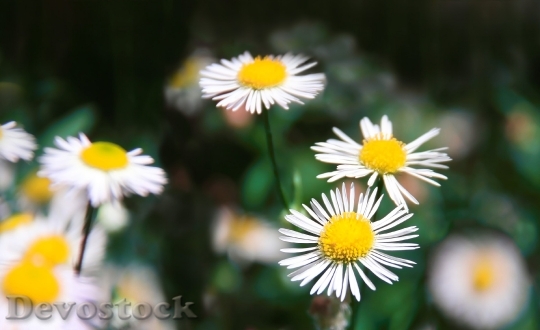 Devostock  Nature Flowers 119943 4K.jpeg