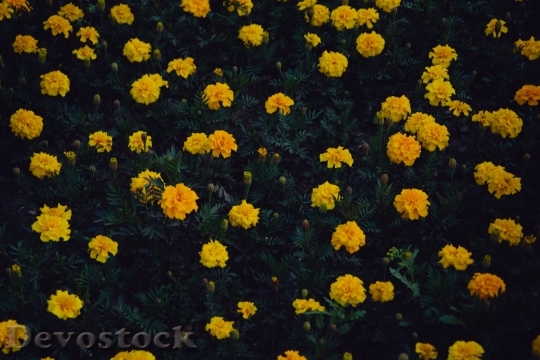 Devostock  Nature Flowers 123315 4K.jpeg
