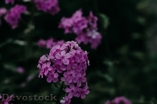 Devostock  Nature Flowers 124536 4K.jpeg
