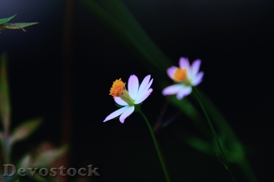 Devostock  Nature Flowers 131376 4K.jpeg