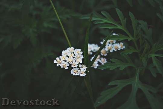 Devostock  Nature Flowers 131903 4K.jpeg