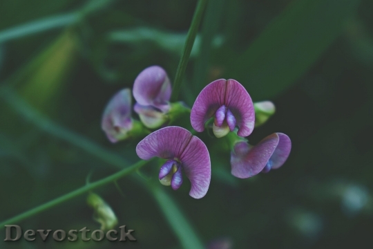 Devostock  Nature Flowers 133554 4K.jpeg