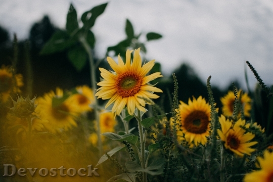 Devostock  Nature Flowers 136619 4K.jpeg