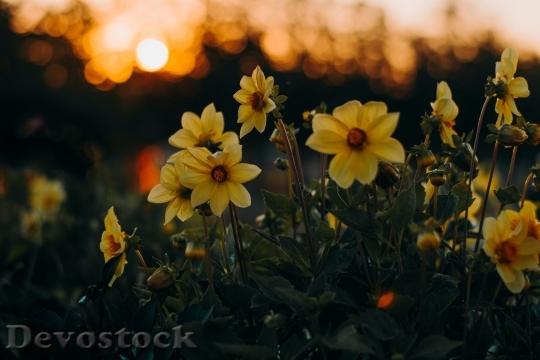 Devostock  Nature Flowers 140598 4K.jpeg