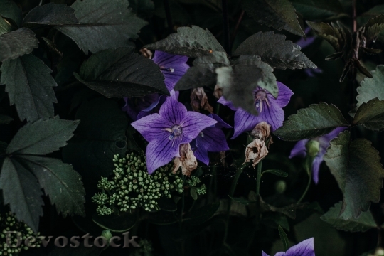 Devostock  Nature Flowers 140759 4K.jpeg