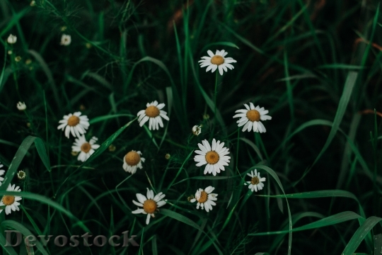 Devostock  Nature Flowers 140826 4K.jpeg
