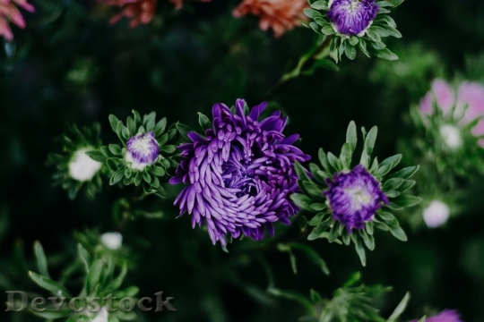 Devostock  Nature Flowers 141614 4K.jpeg