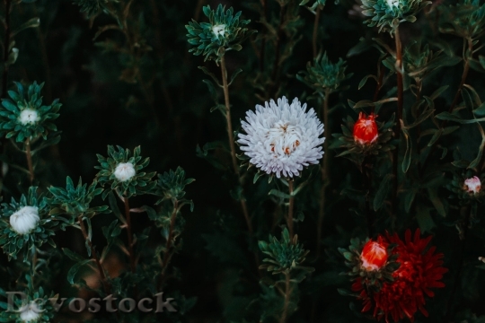 Devostock  Nature Flowers 141618 4K.jpeg