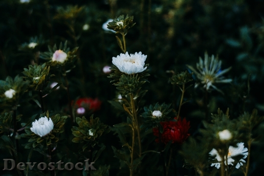 Devostock  Nature Flowers 141620 4K.jpeg