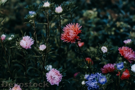 Devostock  Nature Flowers 141621 4K.jpeg
