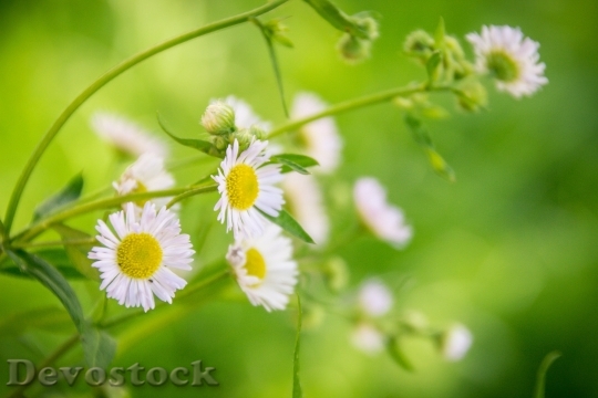 Devostock  Nature Flowers 32679 4K.jpeg