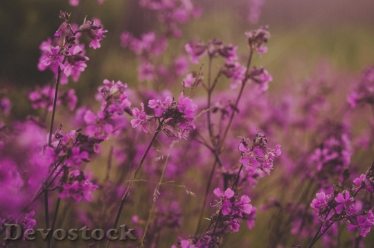 Devostock  Nature Flowers 69888 4K.jpeg