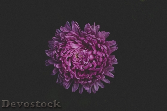 Devostock  Nature Flowers 69919 4K.jpeg