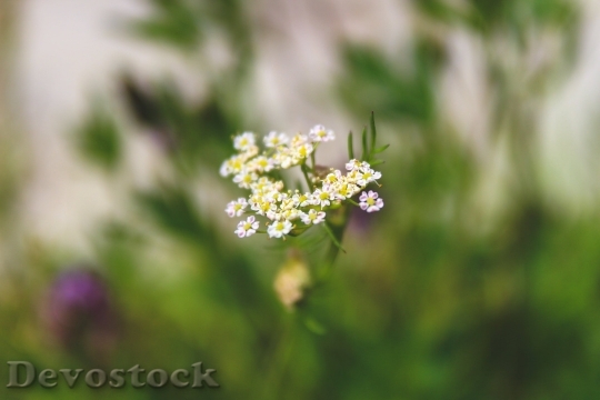 Devostock  Nature Flowers 80768 4K.jpeg