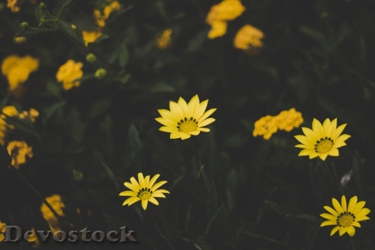 Devostock  Nature Flowers 81952 4K.jpeg