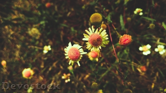 Devostock  Nature Flowers 83581 4K.jpeg