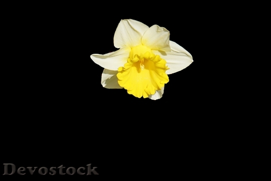 Devostock  Nature Flowers 9578 4K.jpeg
