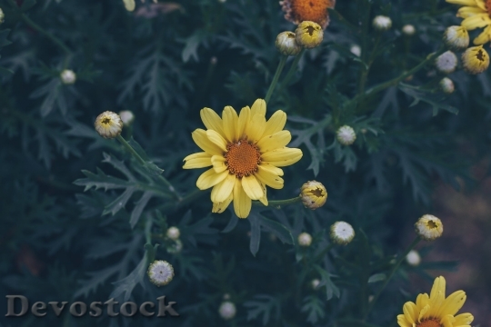 Devostock  Nature Flowers 97651 4K.jpeg