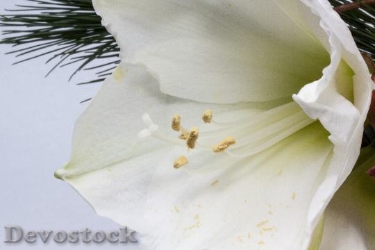 Devostock Amaryllis Flower Plant Botny 5 4K