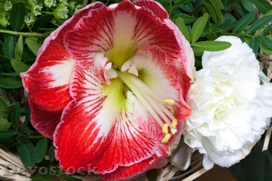 Devostock Amaryllis Red Blossom loom 4K