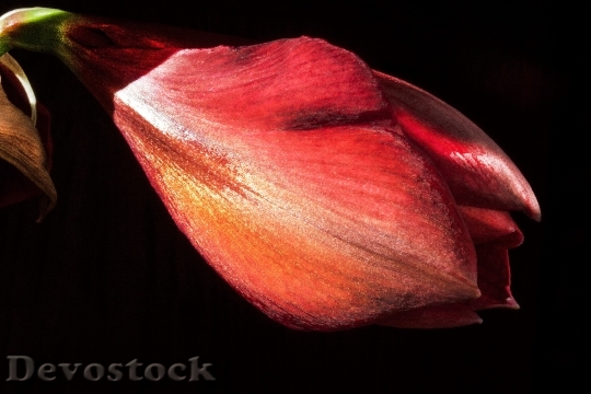 Devostock Amaryllis Red Flowers Floer 4 4K