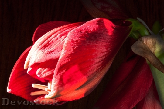 Devostock Amaryllis Red Flowers Floer 6 4K