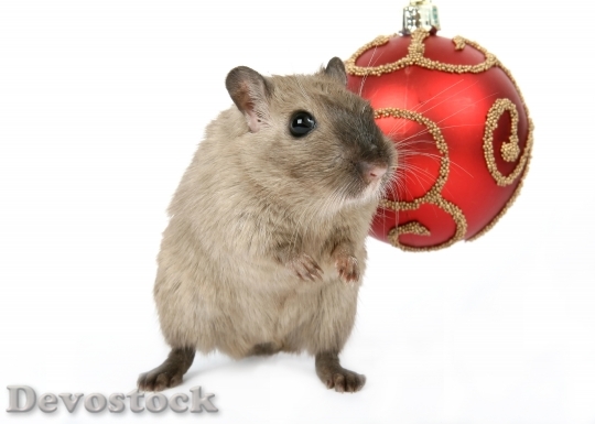 Devostock Animal Celebration Christmas Clus 0 4K