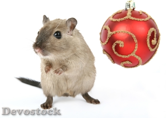 Devostock Animal Celebration Christmas laus 4K