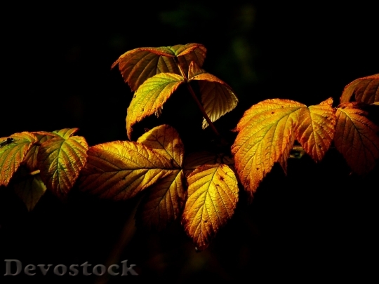 Devostock Autumn Fall Foliage Leaves Golden Autumn 48190 4K.jpeg