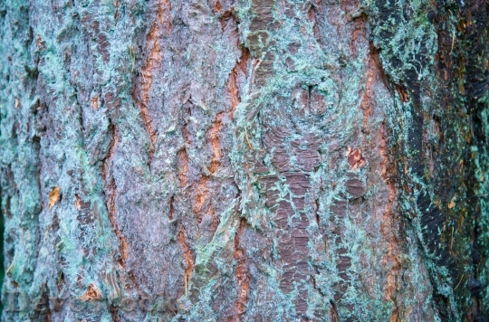 Devostock Bark Tree Wood Texture 6314 4K.jpeg