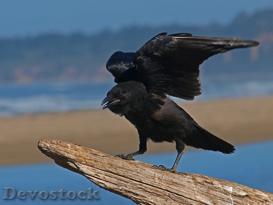 Devostock Bird Crow Black Animal 187 4K.jpeg
