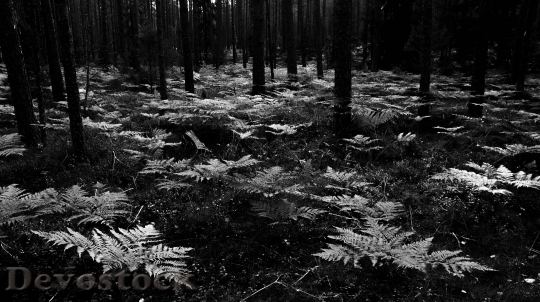 Devostock Black And White Forest Trees 140523 4K