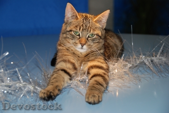 Devostock Cat Christmas Christmas Decortion 4K