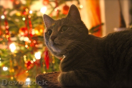 Devostock Cat Christmas Contemplative 67284 4K
