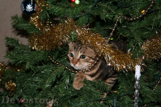 Devostock Cat Christmas Tree Pusycat 4K