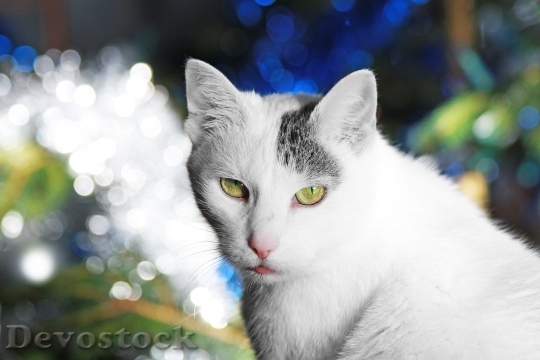 Devostock Cat Christmas WhiteBlue 4K