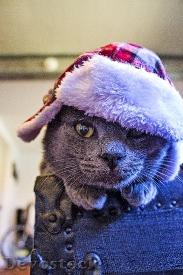 Devostock Cat Hat Felin Pet 4K
