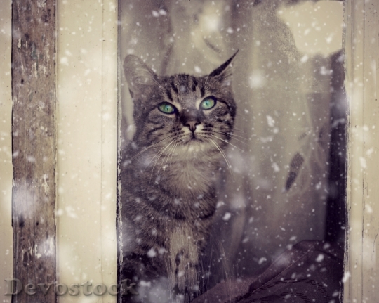 Devostock Cat looking Through Windows Snow Winter