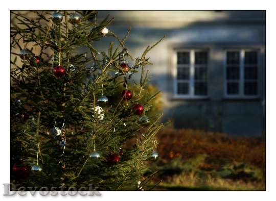 Devostock Christmas Christmas Tree Nedles 4K