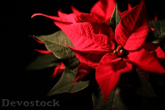 Devostock Christmas Poinsettia 163561 4K