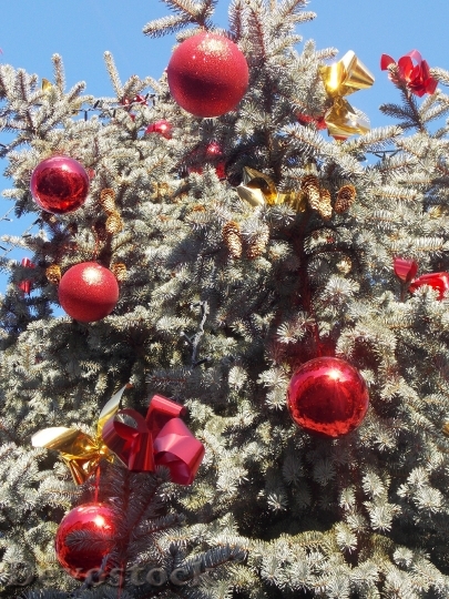 Devostock Christmas Tree December Chritmas 4K
