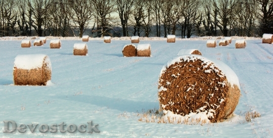 Devostock Cold Snow Landscape 13330 4K