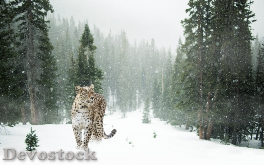 Devostock Cold Snow Landscape 26774 4K